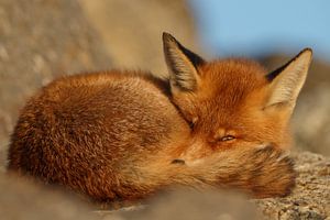Rotfuchs