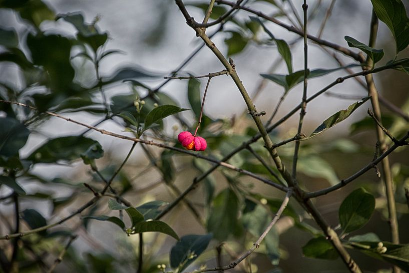 Lonely little flower by Ralph Mbekie