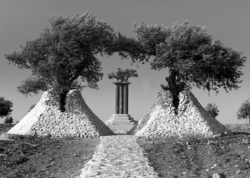 Les colonnes d'olivier près de Jérusalem