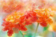 Rêve floral van Martine Affre Eisenlohr thumbnail