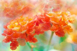 Rêve floral