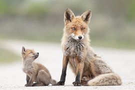 Aufschauen zu Mama von HB Photography