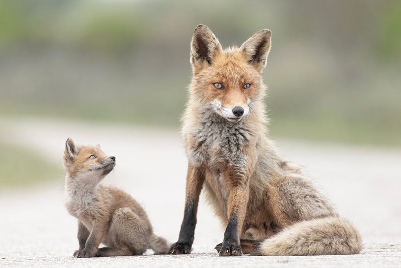 Looking up to mum by HB Photography