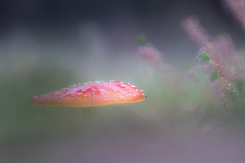 Agaric moucheté par Hans Hoekstra