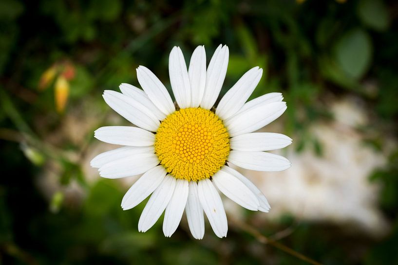 Margriet by Bastiaan van Esch
