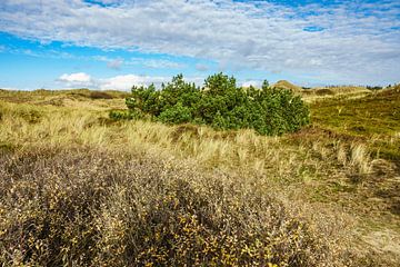 Landscape in the dunes of the North Sea island Amrum