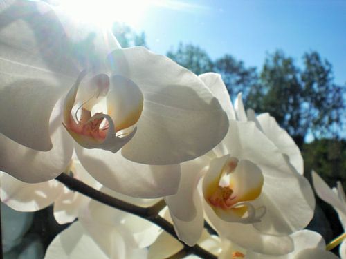 Witte orchidee