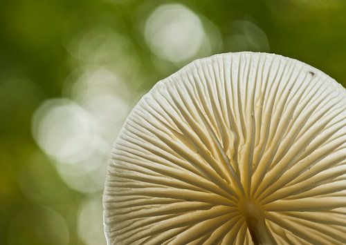 Macro 'Light'