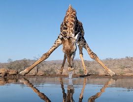 Thirsty Giraffe Reflection by Bart Michiels