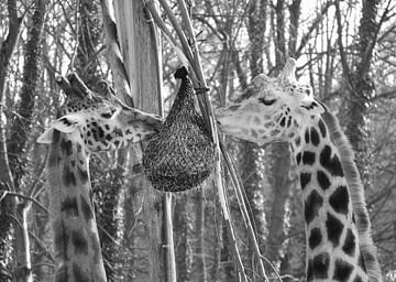 Giraffes in black and white by Jose Lok