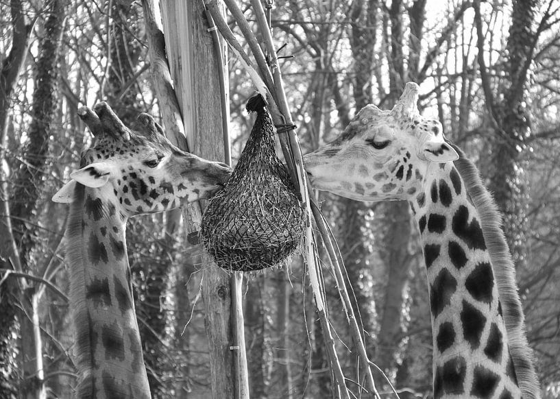 Giraffes in black and white by Jose Lok