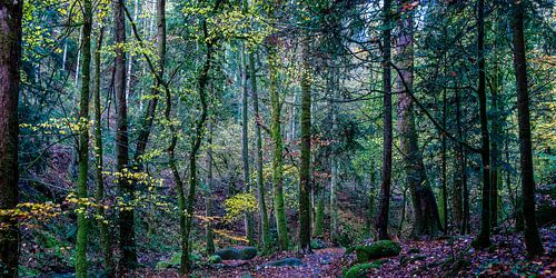 Een sprookjesachtig bos, botanical brilliance