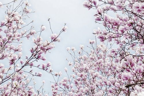 Pink flowers of the Magnolia spring blossom II