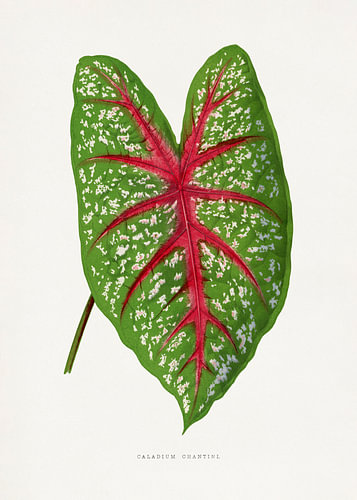 Illustratie van het blad van de groene Caladium Chantini