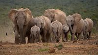Elephants on the Run van Guus Quaedvlieg thumbnail