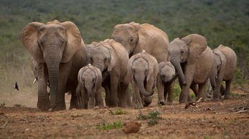 Elephants on the Run van Guus Quaedvlieg
