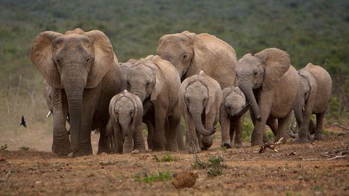 Elephants on the Run