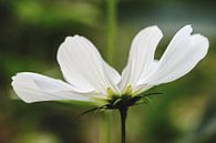 Witte bloem von Danielle Van Vonderen Miniaturansicht