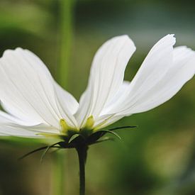 Witte bloem von Danielle Van Vonderen