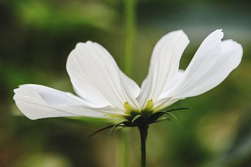 Witte bloem van Danielle Van Vonderen