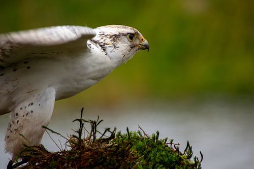 Witte giervalk, klaar voor vertrek.