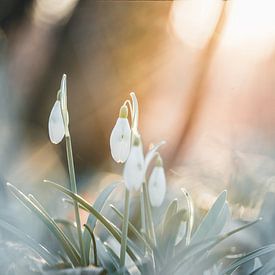 Snowdrops by Samuel Houcken