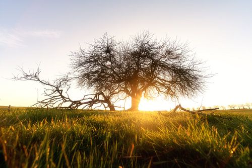 Coucher de soleil sur une prairie du Harz