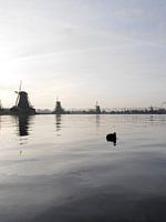 Zaanse Schans en een Meerkoet
