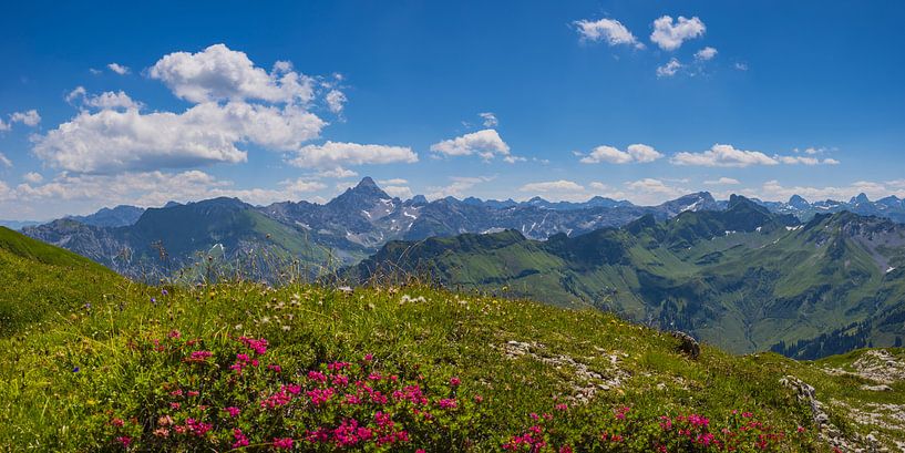 Alpine roses and Hochvogel by Walter G. Allgöwer