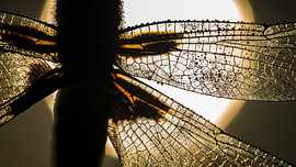 Close-up of a Dragonfly by Jan Linskens