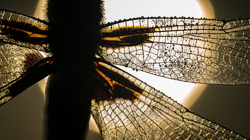 Close-up of a Dragonfly