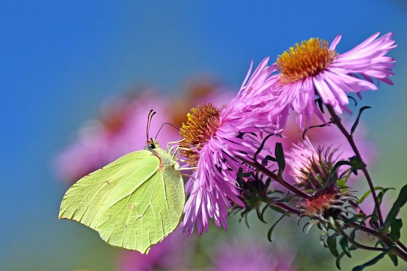Lemon butterfly by Wiltrud Schwantz