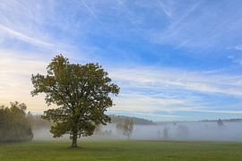Matin d'automne avec brouillard à Irndorfer Hardt - Parc naturel du Haut-Danube sur BlattArt - Christine Horn