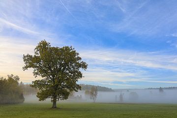 Herbstmorgen mit Nebel im Irndorfer Hardt - Naturpark Obere Donau von BlattArt - Christine Horn