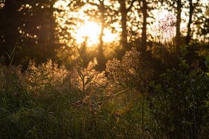 goldenes Licht durch die Bäume