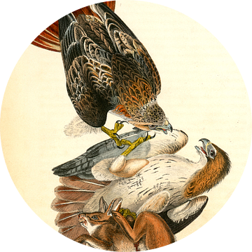 Red-tailed Buzzard., Audubon, John James, 1785-1851, Roodstaart Buizerd