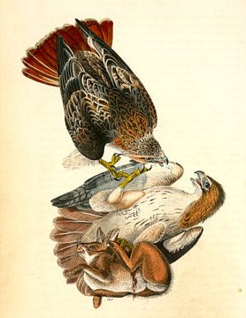 Red-tailed Buzzard., Audubon, John James, 1785-1851, Roodstaart Buizerd