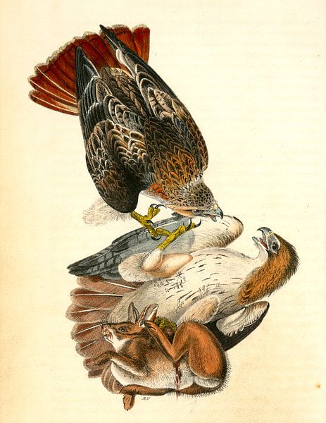 Buse à queue rouge, Audubon, John James, 1785-1851, Buse à queue rouge par Liszt Collection