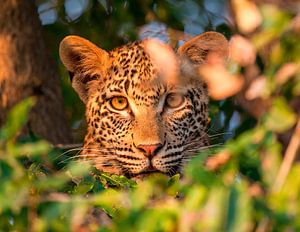 LP 71301232 A Leopard Looking Through Leaves sur BeeldigBeeld Food & Lifestyle