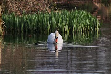 Höckerschwan von John Kerkhofs