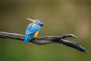 ijsvogel