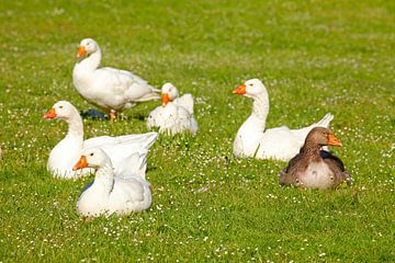 Oies blanches assises dans une prairie