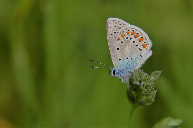 Icarusblauwtje van Elias Vercruysse