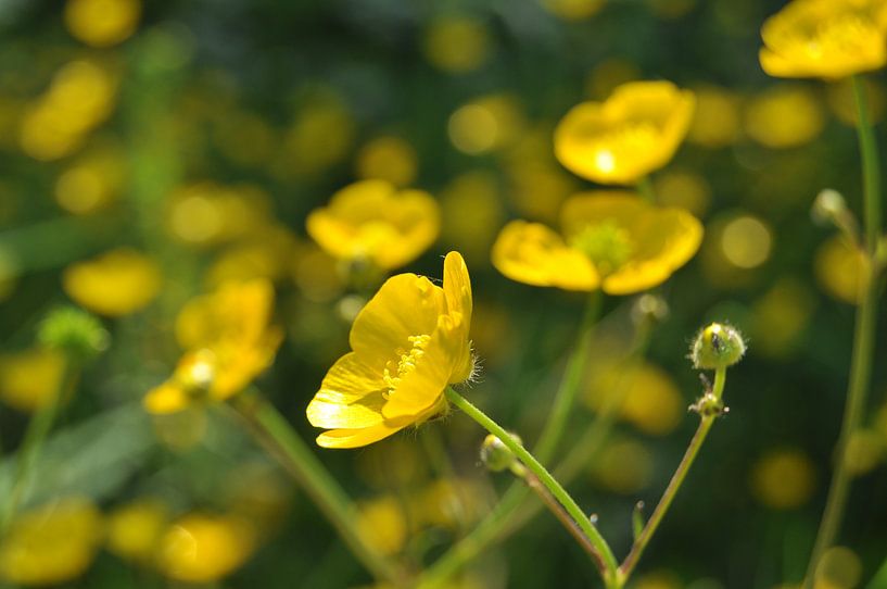 Boterbloemen par Jetty Boterhoek