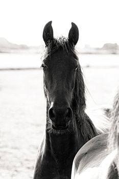 Friesian horse eye contact