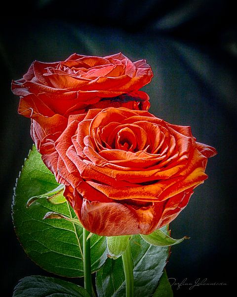 Roses Are For Lovers by Torfinn Johannessen