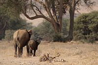 Woestijnolifanten in Namibië