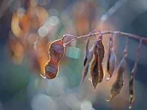 Samen