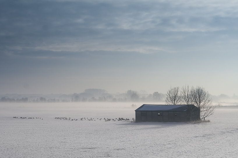 Que recherchent les oies ? par @ GeoZoomer