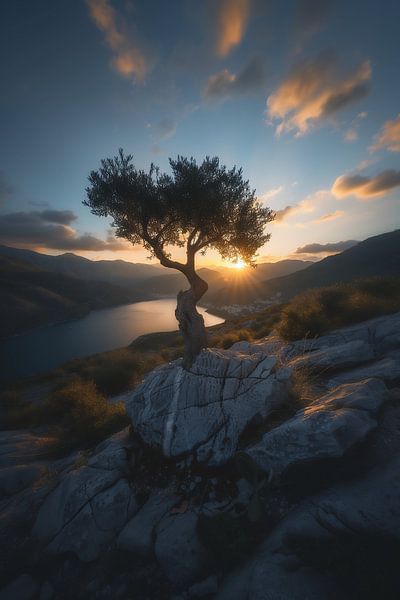 Eenzame boom in de zonsondergang van fernlichtsicht